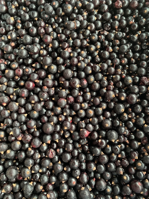 Photo 1- Black currant, premium quality (Ukraine)