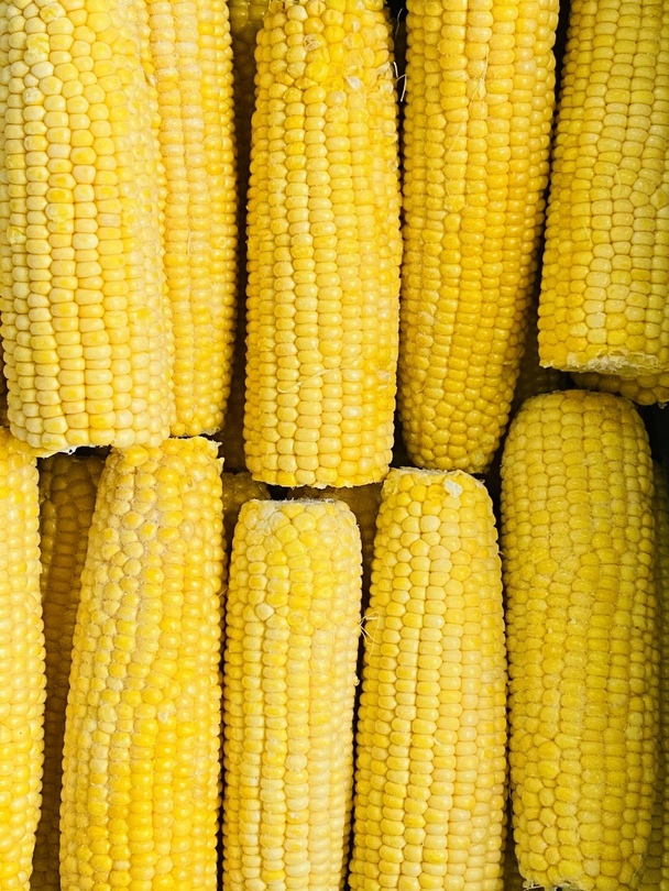 Photo 1- Corn cob (Ukraine)