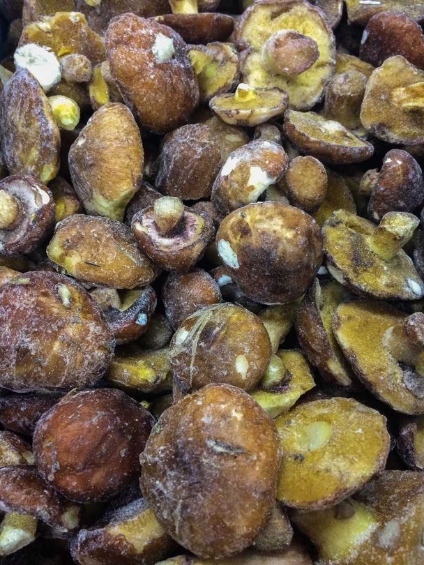 Photo 1- Butter mushrooms (yellow/annulated boletus), whole