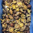 Photo 1- Грибы маслята целые